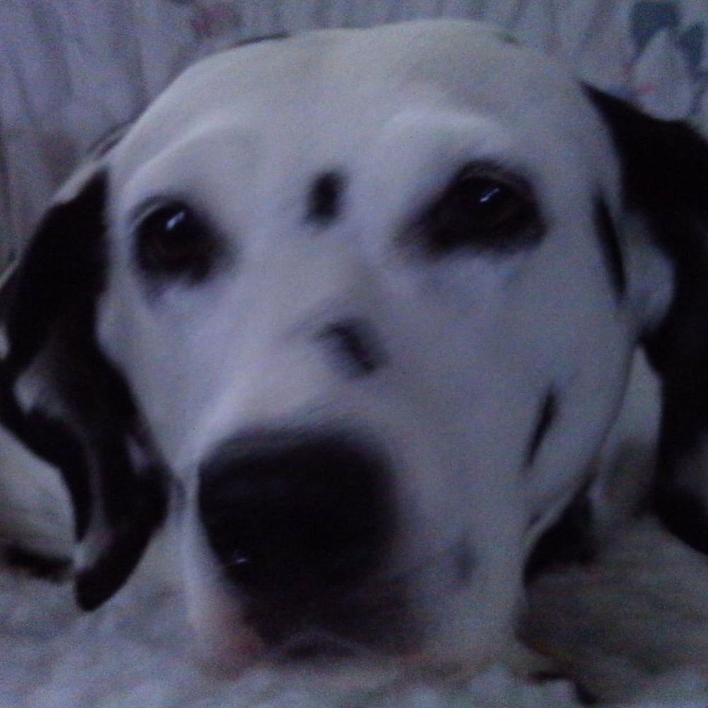 Meet your Posher, Dixie